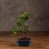 Бонсай Подокарпус 38 см фото 1 &mdash; Luxurybonsai.ru