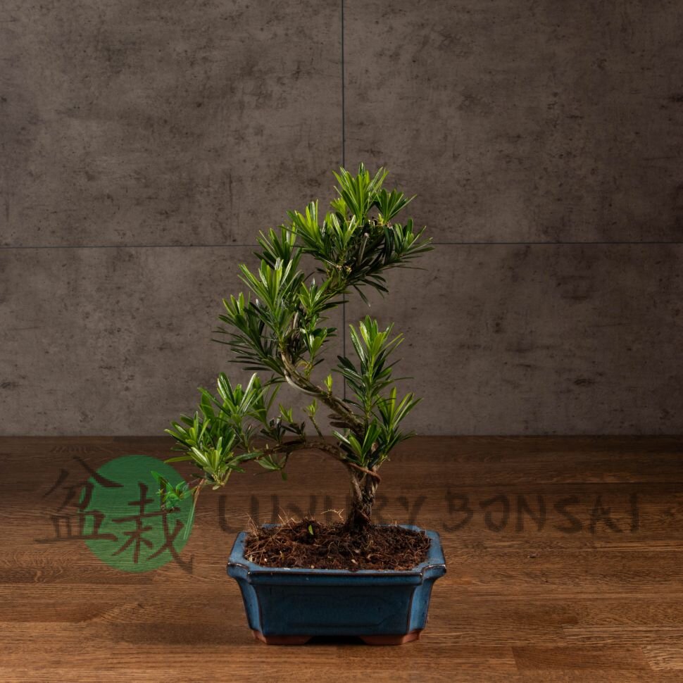 Бонсай Подокарпус 38 см фото 1 &mdash; Luxurybonsai.ru