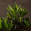 Бонсай Подокарпус 38 см фото 2 &mdash; Luxurybonsai.ru
