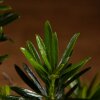 Бонсай Подокарпус 38 см фото 3 &mdash; Luxurybonsai.ru