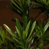 Бонсай Подокарпус 38 см фото 4 &mdash; Luxurybonsai.ru