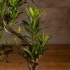Бонсай Подокарпус 38 см фото 5 &mdash; Luxurybonsai.ru