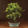 Бонсай Пираканта  45 см фото 1 &mdash; Luxurybonsai.ru