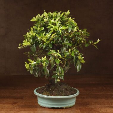 Бонсай Пираканта  45 см &mdash; Luxurybonsai.ru