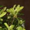 Бонсай Пираканта  45 см фото 4 &mdash; Luxurybonsai.ru