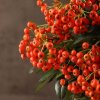 Бонсай Пираканта  45 см фото 7 &mdash; Luxurybonsai.ru