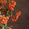 Бонсай Пираканта  45 см фото 8 &mdash; Luxurybonsai.ru