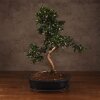 Бонсай Кармона 53 см фото 1 &mdash; Luxurybonsai.ru