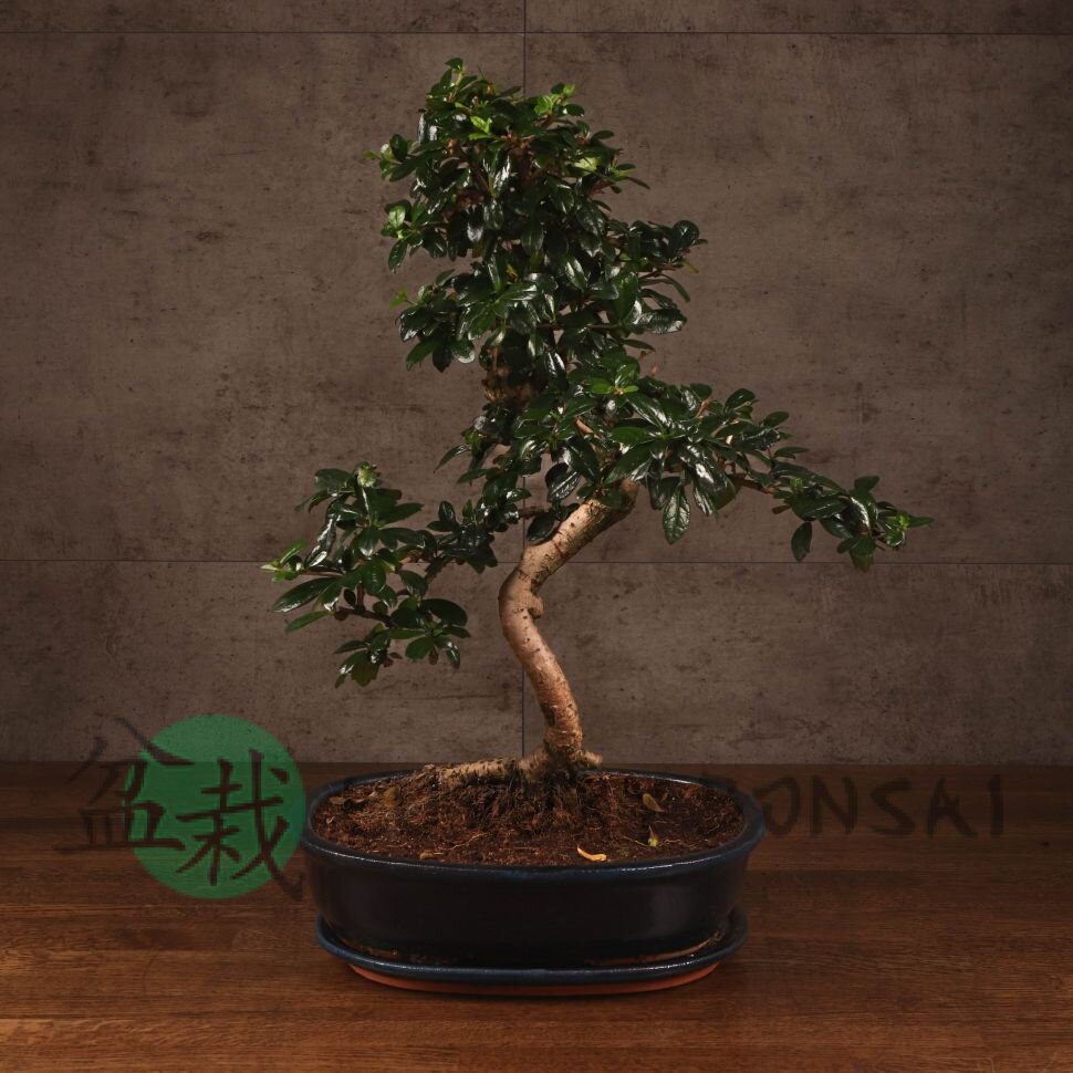 Бонсай Кармона 53 см фото 1 &mdash; Luxurybonsai.ru