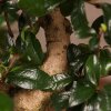 Бонсай Кармона 53 см фото 2 &mdash; Luxurybonsai.ru
