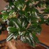 Бонсай Кармона 53 см фото 3 &mdash; Luxurybonsai.ru