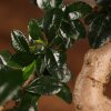 Бонсай Кармона 53 см фото 4 &mdash; Luxurybonsai.ru