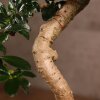 Бонсай Кармона 53 см фото 5 &mdash; Luxurybonsai.ru