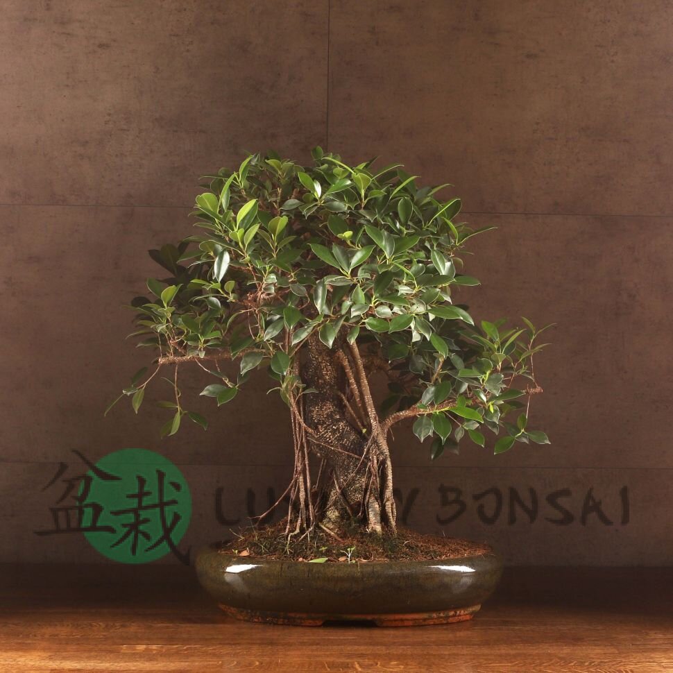 Бонсай Фикус в овальной плошке 75 см фото 1 &mdash; Luxurybonsai.ru