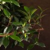Бонсай Фикус в овальной плошке 75 см фото 2 &mdash; Luxurybonsai.ru