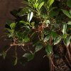 Бонсай Фикус в овальной плошке 75 см фото 3 &mdash; Luxurybonsai.ru