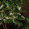 Бонсай Фикус в овальной плошке 75 см фото 4 &mdash; Luxurybonsai.ru