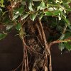 Бонсай Фикус в овальной плошке 75 см фото 5 &mdash; Luxurybonsai.ru