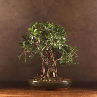 Бонсай Фикус в овальной плошке 75 см &mdash; Luxurybonsai.ru