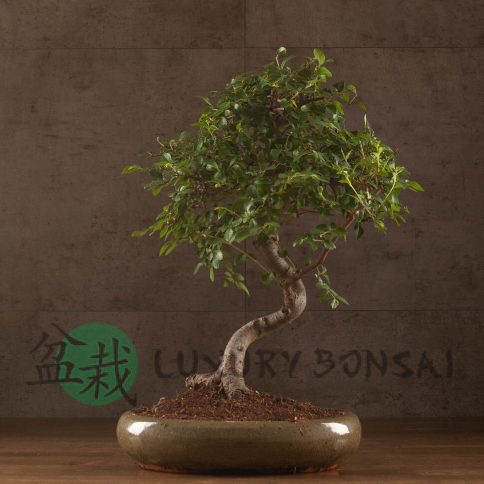 Бонсай Вяз овал Закат судьбы 45 см фото 1 &mdash; Luxurybonsai.ru