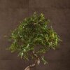 Бонсай Вяз овал Закат судьбы 45 см фото 2 &mdash; Luxurybonsai.ru