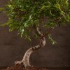 Бонсай Вяз овал Закат судьбы 45 см фото 3 &mdash; Luxurybonsai.ru