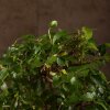 Бонсай Вяз овал Закат судьбы 45 см фото 4 &mdash; Luxurybonsai.ru