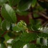 Бонсай Вяз овал Закат судьбы 45 см фото 5 &mdash; Luxurybonsai.ru