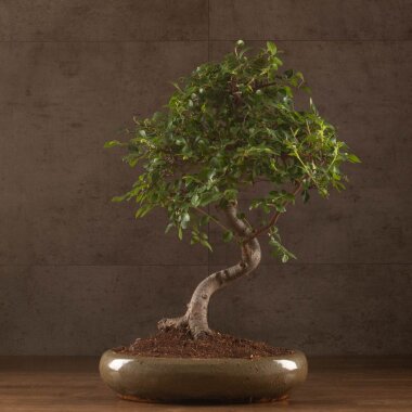 Бонсай Вяз овал Закат судьбы 45 см &mdash; Luxurybonsai.ru