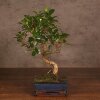 Бонсай Фикус Ретуса 44 см фото 1 &mdash; Luxurybonsai.ru