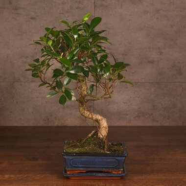 Бонсай Фикус Ретуса 44 см &mdash; Luxurybonsai.ru