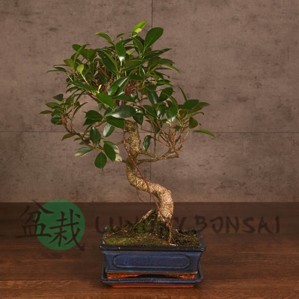 Бонсай Фикус Ретуса 44 см фото 1 &mdash; Luxurybonsai.ru