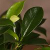Бонсай Фикус Ретуса 44 см фото 2 &mdash; Luxurybonsai.ru