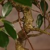 Бонсай Фикус Ретуса 44 см фото 3 &mdash; Luxurybonsai.ru