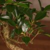 Бонсай Фикус Ретуса 44 см фото 4 &mdash; Luxurybonsai.ru