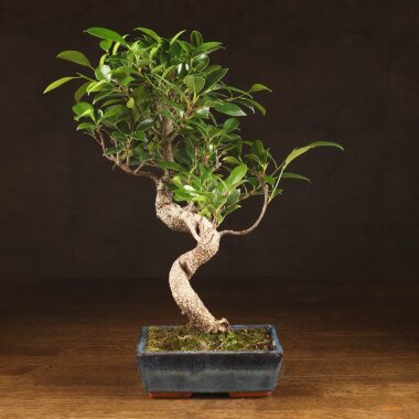 Бонсай Фикус Ретуса 44 см &mdash; Luxurybonsai.ru
