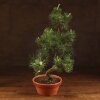 Бонсай Сосна Колючий Цуруга D19 фото 1 &mdash; Luxurybonsai.ru