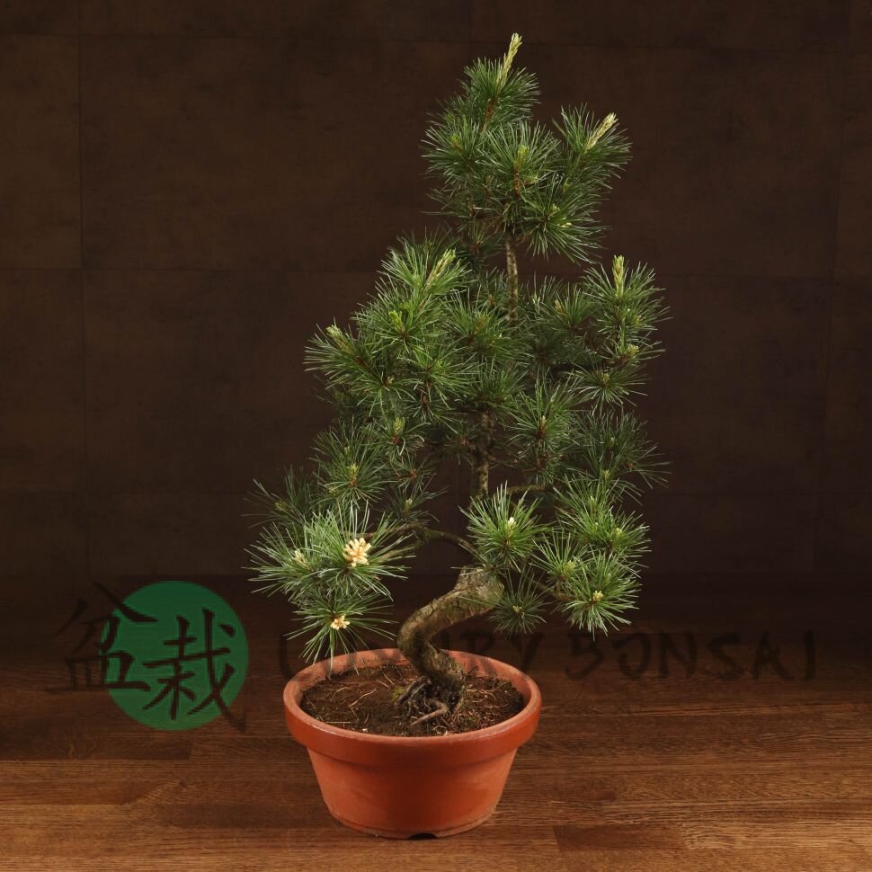 Бонсай Сосна Колючий Цуруга D19 фото 1 &mdash; Luxurybonsai.ru