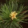 Бонсай Сосна Колючий Цуруга D19 фото 2 &mdash; Luxurybonsai.ru
