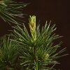 Бонсай Сосна Колючий Цуруга D19 фото 3 &mdash; Luxurybonsai.ru