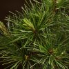Бонсай Сосна Колючий Цуруга D19 фото 4 &mdash; Luxurybonsai.ru