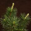 Бонсай Сосна Колючий Цуруга D19 фото 5 &mdash; Luxurybonsai.ru