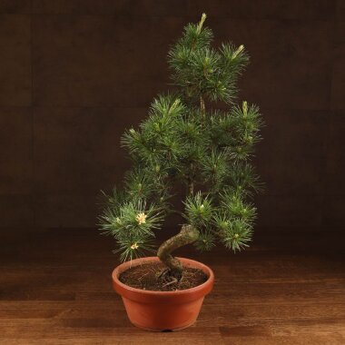 Бонсай Сосна Колючий Цуруга D19 &mdash; Luxurybonsai.ru