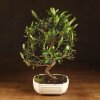 Бонсай Олива 40 см фото 1 &mdash; Luxurybonsai.ru