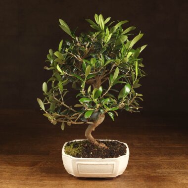 Бонсай Олива 40 см &mdash; Luxurybonsai.ru