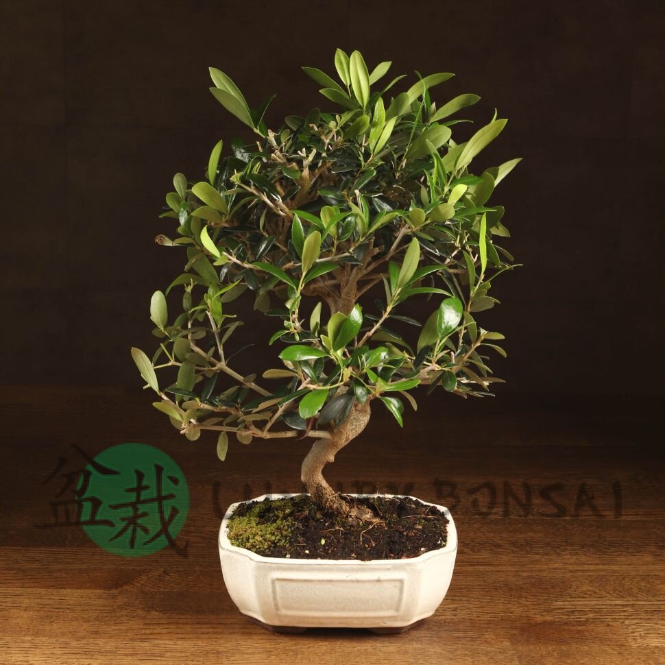 Бонсай Олива 40 см фото 1 &mdash; Luxurybonsai.ru