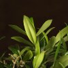 Бонсай Олива 40 см фото 2 &mdash; Luxurybonsai.ru
