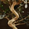 Бонсай Олива 40 см фото 3 &mdash; Luxurybonsai.ru