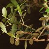 Бонсай Олива 40 см фото 4 &mdash; Luxurybonsai.ru