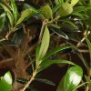 Бонсай Олива 40 см фото 5 &mdash; Luxurybonsai.ru
